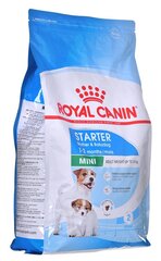 Royal Canin для беременных и кормящих сук Mini Starter Mother&Babydog, 4 кг цена и информация | Сухой корм для собак | kaup24.ee