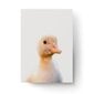 Seinaplakat Little Duck – 45 x 32 cm цена и информация | Seinapildid | kaup24.ee