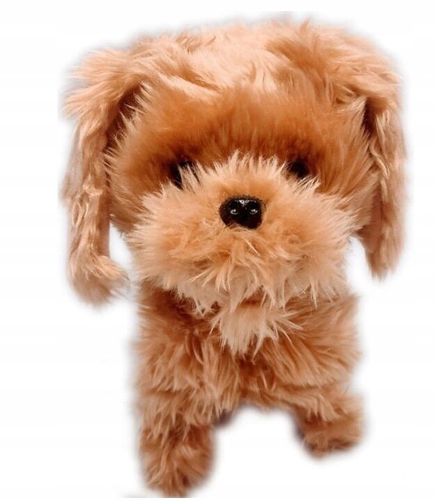 Interaktiivne koer rihma otsas, pruun hind ja info | Pehmed mänguasjad | kaup24.ee