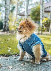 Amiplay vest koertele Denim, sinine, erinevad suurused цена и информация | Одежда для собак | kaup24.ee