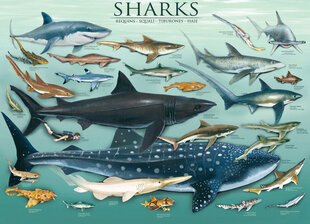 Пазл Eurographics, 6000-0079, Sharks, 1000 шт. цена и информация | Пазлы | kaup24.ee