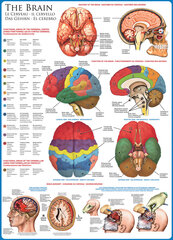 Pusle Eurographics, 6000-0256, The Brain, 1000 tk hind ja info | Pusled | kaup24.ee