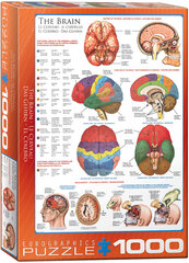 Pusle Eurographics, 6000-0256, The Brain, 1000 tk hind ja info | Pusled | kaup24.ee