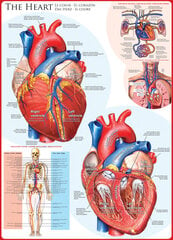 Pusle Eurographics, 6000-0257, The Heart, 1000 tk hind ja info | Pusled | kaup24.ee