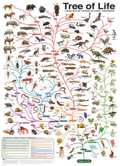 Pusle Eurographics, 6000-0282, The Tree of Life, 1000 tk цена и информация | Пазлы | kaup24.ee