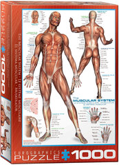 Пазл Eurographics, 6000-2015, The Muscular System, 1000 шт. цена и информация | Пазлы | kaup24.ee