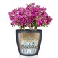 LECHUZA taimekast "Classico Color 28 ALL-IN-ONE" kõrgläikega valge hind ja info | Dekoratiivsed lillepotid | kaup24.ee