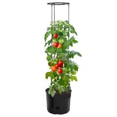 vidaXL tomatitaime kasvupott, antratsiithall, Ø39 x 150 cm, PP цена и информация | Вазоны | kaup24.ee