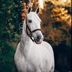 Алмазная мозаика Wizardi Белая лошадь WD3030 цена и информация | Алмазная мозаика | kaup24.ee