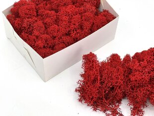 Stabiliseeritud põdrasamblik Red hind ja info | Uinuvad roosid, taimed | kaup24.ee