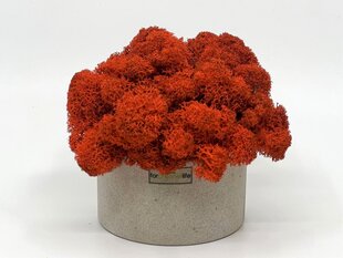 Samblakivi /punane hind ja info | Uinuvad roosid, taimed | kaup24.ee