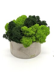 Samblakivi / 2 rohelist hind ja info | Uinuvad roosid, taimed | kaup24.ee