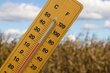 Termomeeter puidust hind ja info | Ilmajaamad, termomeetrid | kaup24.ee