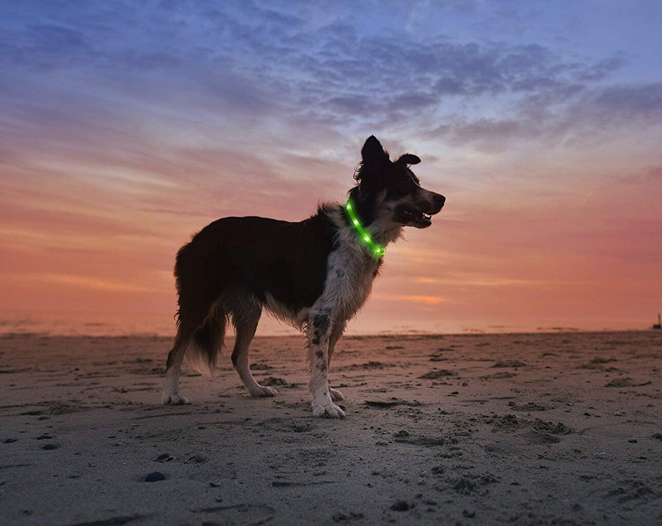 LED kaelarihm koertele ja kassidele Collar, roheline hind ja info | Kaelarihmad ja traksid koertele | kaup24.ee