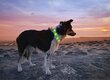 LED kaelarihm koertele ja kassidele Collar, roheline hind ja info | Kaelarihmad ja traksid koertele | kaup24.ee