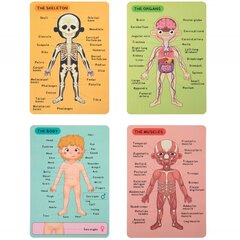 Деревянная магнитная головоломка, анатомия человека, Tooky Toy цена и информация | Развивающие игрушки | kaup24.ee
