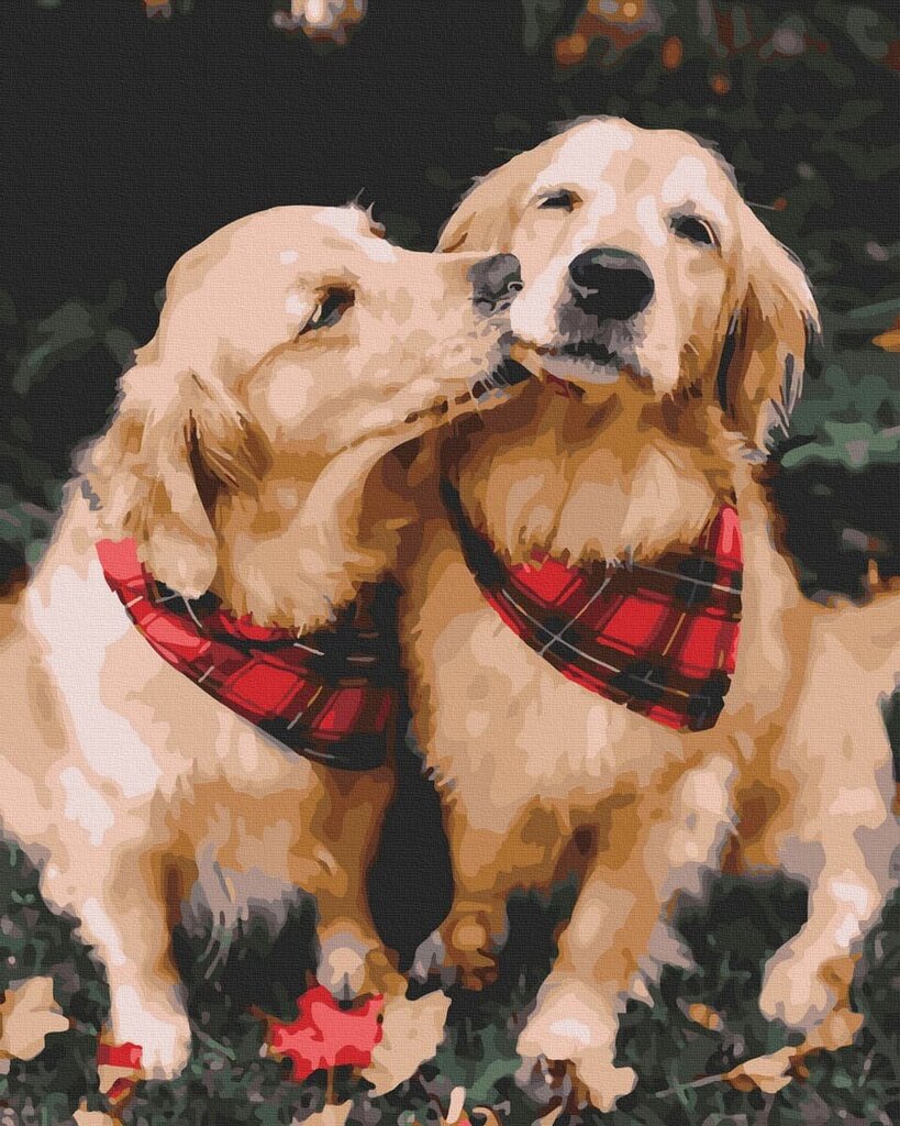 Maalimine numbrite järgi - maalimise komplekt 40x50 cm. "Two retrievers" hind ja info | Maalid numbri järgi | kaup24.ee