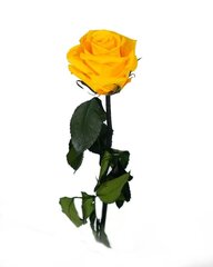 Dekoratiivne roos Amorosa Kollane hind ja info | Uinuvad roosid, taimed | kaup24.ee