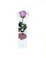 Dekoratiivne roos Amorosa Lilla hind ja info | Uinuvad roosid, taimed | kaup24.ee