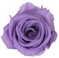 Dekoratiivne roos Amorosa Lilla hind ja info | Uinuvad roosid, taimed | kaup24.ee