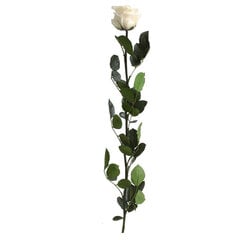 Долгоцветущая роза Amorosa, 55 см Цвет шампанского цена и информация | Спящие стабилизированные розы, растения | kaup24.ee
