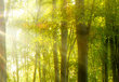 Fototapeedid tööriista ja liimiga - Päikeseline mets, 400x280 cm hind ja info | Fototapeedid | kaup24.ee