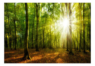 Fototapeedid tööriista ja liimiga - Päikeseline mets, 400x280 cm hind ja info | Fototapeedid | kaup24.ee