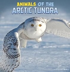 Animals of the Arctic Tundra hind ja info | Noortekirjandus | kaup24.ee