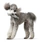 Koera mänguasi Hunter Skagen Hall Hüljes hind ja info | Mänguasjad koertele | kaup24.ee