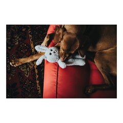 Koera mänguasi Hunter Terni Hall Jänes цена и информация | Игрушки для собак | kaup24.ee