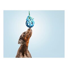 Koera närimismänguasi Gloria Võre Valitud värvid (7 cm) (7 x 30 cm) hind ja info | Mänguasjad koertele | kaup24.ee