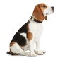Koera kaelarihm Hunter Alu-Strong Hall Suurus L (45-65 cm) hind ja info | Kaelarihmad ja traksid koertele | kaup24.ee