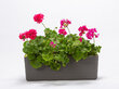 Rõdu lillekast isekastev Berberis 11 l 60 cm hind ja info | Lillekastid | kaup24.ee