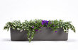 Rõdu lillekast isekastev Berberis 11 l 80 cm hind ja info | Lillekastid | kaup24.ee