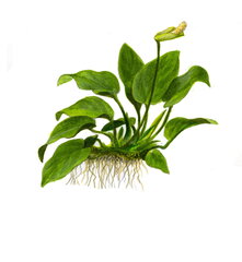 Anubias Nana – Anubias barteri var. nana – Elav akvaariumitaim hind ja info | Akvaariumi taimed ja dekoratsioonid | kaup24.ee