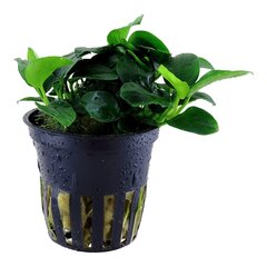 Anubias nana-petite – Anubias barteri 'Petite' – elus akvaariumitaim hind ja info | Akvaariumi taimed ja dekoratsioonid | kaup24.ee