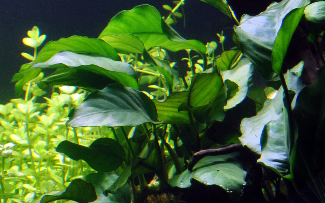 Anubias Bartera – Anubias barteri var. barteri - Elav akvaariumitaim hind ja info | Akvaariumi taimed ja dekoratsioonid | kaup24.ee