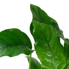 Anubias Bartera – Anubias barteri var. barteri - Elav akvaariumitaim цена и информация | Аквариумные растения и декорации | kaup24.ee