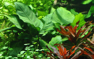 Anubias barteri var. caladiifolia – elav akvaariumitaim hind ja info | Akvaariumi taimed ja dekoratsioonid | kaup24.ee