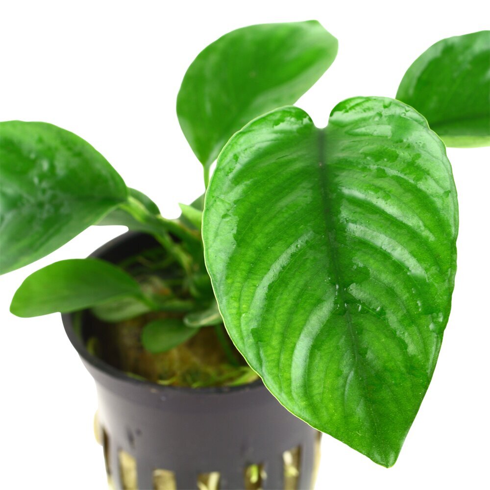 Anubias barteri var. caladiifolia – elav akvaariumitaim hind ja info | Akvaariumi taimed ja dekoratsioonid | kaup24.ee