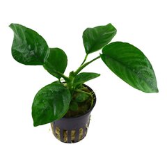 Anubias barteri var. caladiifolia – elav akvaariumitaim цена и информация | Аквариумные растения и декорации | kaup24.ee