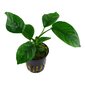 Anubias barteri var. caladiifolia – elav akvaariumitaim цена и информация | Akvaariumi taimed ja dekoratsioonid | kaup24.ee