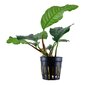 Anubias kohvileht - Anubias barteri var. 'Coffeifolia' – elav akvaariumitaim hind ja info | Akvaariumi taimed ja dekoratsioonid | kaup24.ee