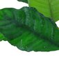 Anubias kohvileht - Anubias barteri var. 'Coffeifolia' – elav akvaariumitaim hind ja info | Akvaariumi taimed ja dekoratsioonid | kaup24.ee