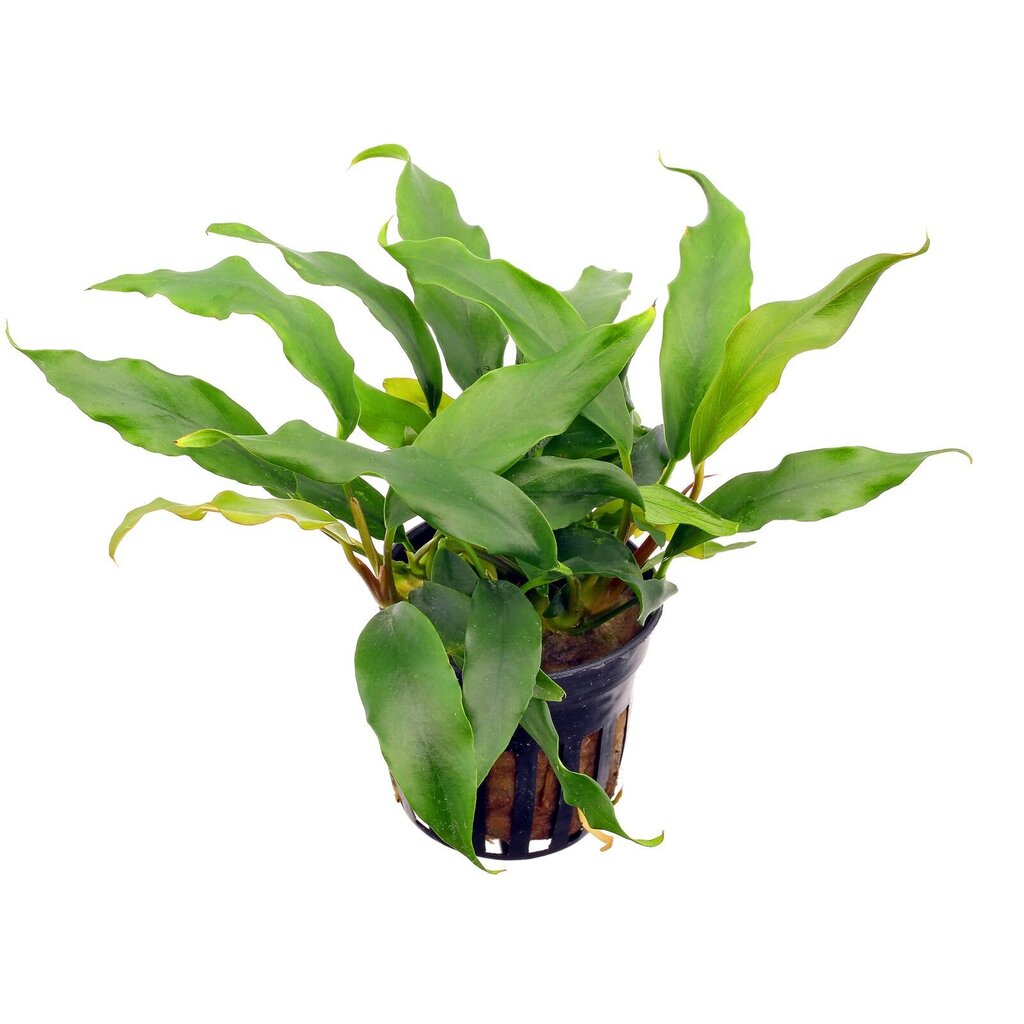 Anubias minima – Anubias barteri var. glabra – Elav akvaariumitaim hind ja info | Akvaariumi taimed ja dekoratsioonid | kaup24.ee