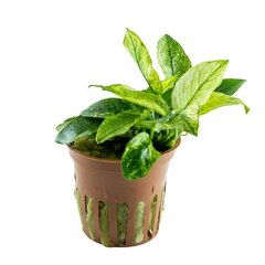 Anubias Pinto – Anubias barteri var. nana 'Pinto' – elav akvaariumitaim цена и информация | Аквариумные растения и декорации | kaup24.ee