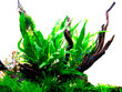 Tai sõnajalg (Microsorum Pteropus) – elav akvaariumitaim hind ja info | Akvaariumi taimed ja dekoratsioonid | kaup24.ee