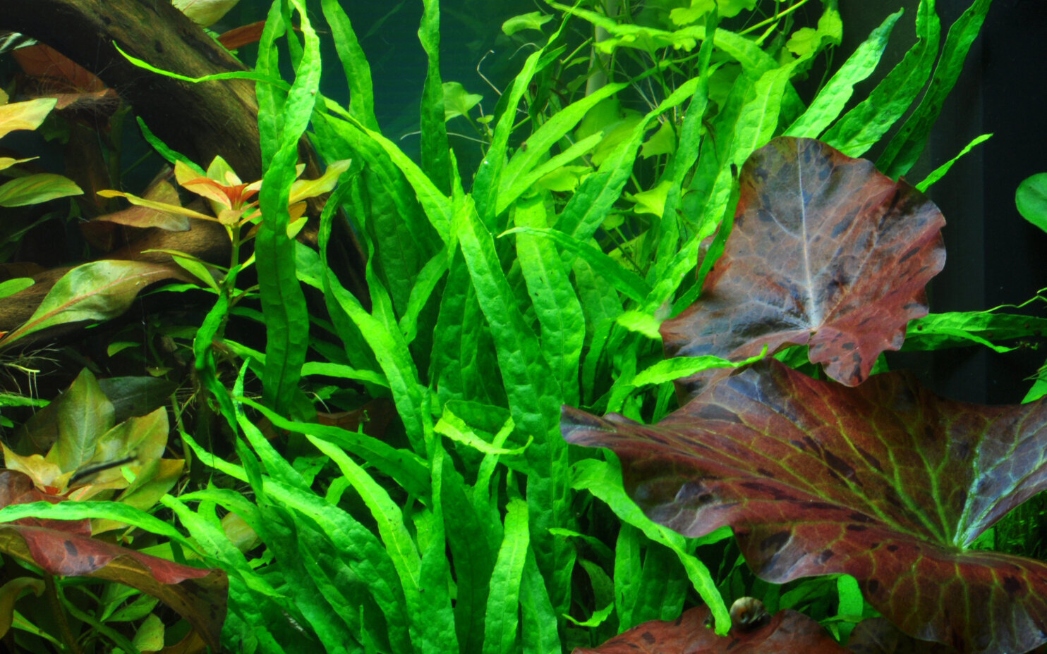 Tai ahtalehine sõnajalg (Microsorum Pteropus "Narrow") – elav akvaariumitaim hind ja info | Akvaariumi taimed ja dekoratsioonid | kaup24.ee