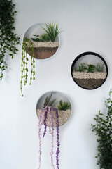Декорация на стену Plants In Circles, 1 шт. цена и информация | Детали интерьера | kaup24.ee