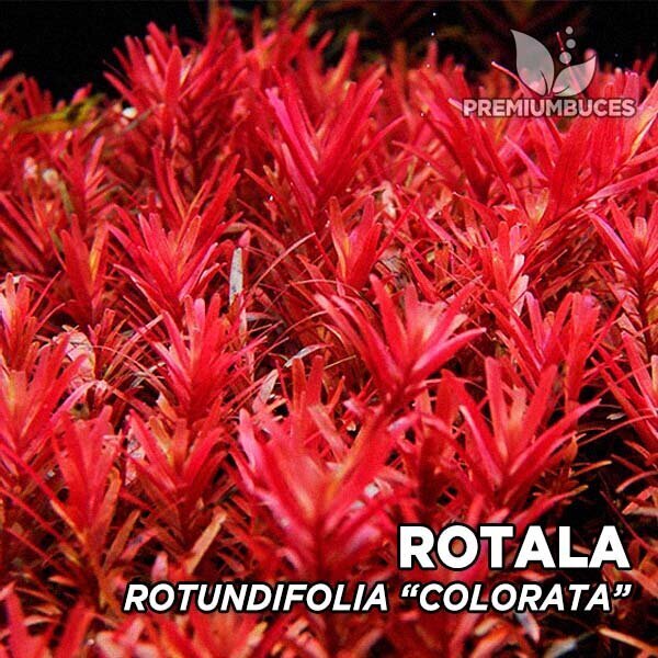 Rotala punane - Rotala sp. 'Colorata' – elav akvaariumitaim hind ja info | Akvaariumi taimed ja dekoratsioonid | kaup24.ee